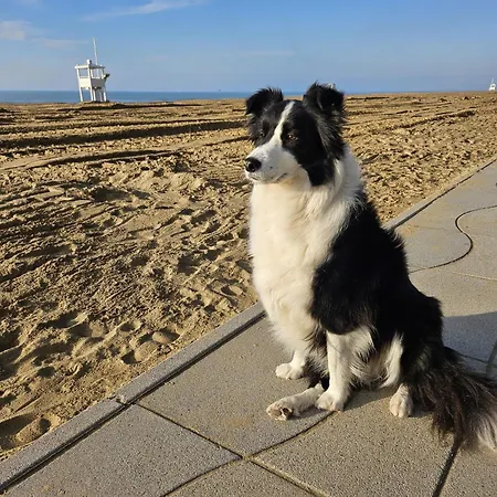 Panorama - Nuova Gestione 3* Lido di Jesolo